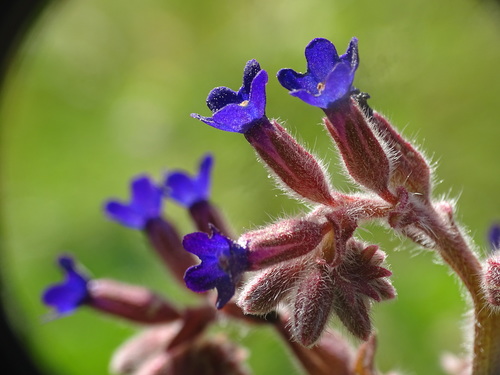 Undulate Alkanet