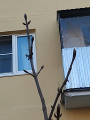 Aesculus hippocastanum