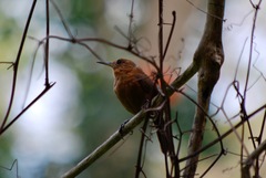 Troglodytes aedon rufescens