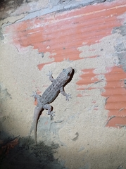 Phyllopezus przewalskii