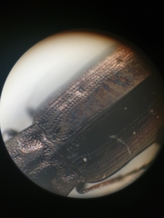 Notiophilus quadripunctatus