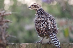 Syrmaticus reevesii