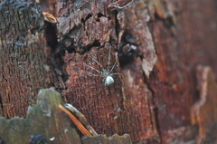 Drapetisca alteranda