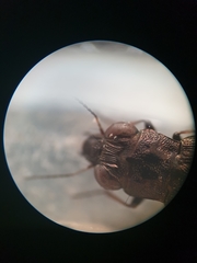 Notiophilus quadripunctatus