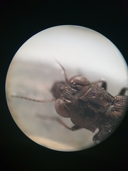 Notiophilus quadripunctatus