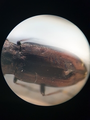 Notiophilus quadripunctatus