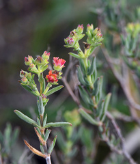 Delosperma testaceum
