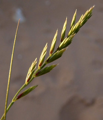Festuca pectinella