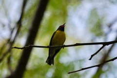 Coereba flaveola bartholemica