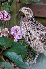 Syrmaticus reevesii