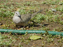 Columbina inca