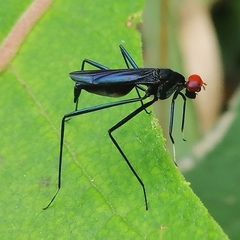 Scipopus