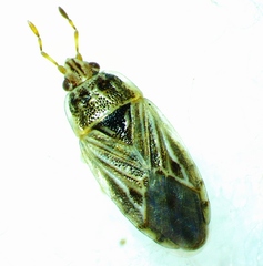 Holcocranum saturejae