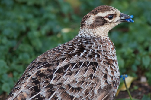 Reeves's Pheasant
