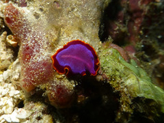 Pseudoceros ferrugineus