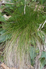 Festuca heterophylla