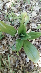 Himantoglossum hircinum