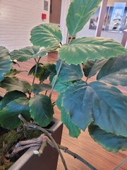 Tetrastigma voinierianum