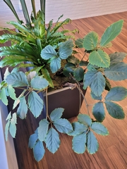 Tetrastigma voinierianum