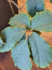 Tetrastigma voinierianum
