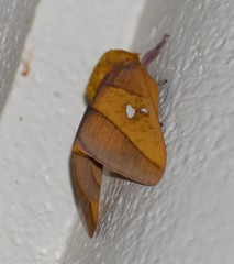 Syssphinx blanchardi