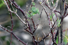 Delosperma testaceum