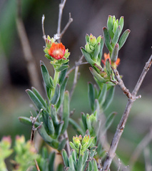 Delosperma testaceum