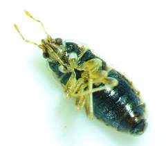 Holcocranum saturejae