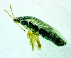 Holcocranum saturejae