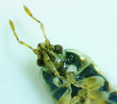 Holcocranum saturejae