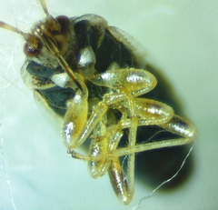 Holcocranum saturejae