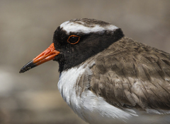 Thinornis novaeseelandiae