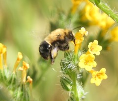Habropoda tristissima