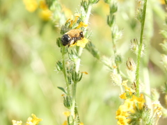 Habropoda tristissima