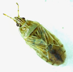 Holcocranum saturejae