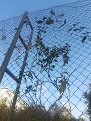 Araujia sericifera