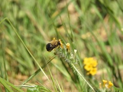 Habropoda tristissima