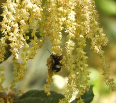 Habropoda tristissima