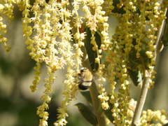 Habropoda tristissima