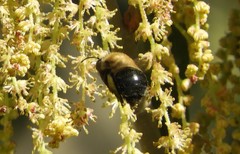 Habropoda tristissima