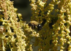 Habropoda tristissima