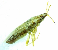 Holcocranum saturejae