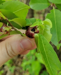 Contarinia cerasiserotinae