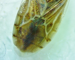 Holcocranum saturejae