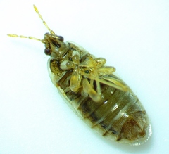 Holcocranum saturejae