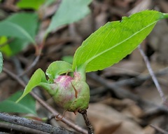 Contarinia cerasiserotinae