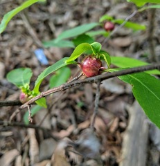 Contarinia cerasiserotinae