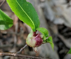 Contarinia cerasiserotinae
