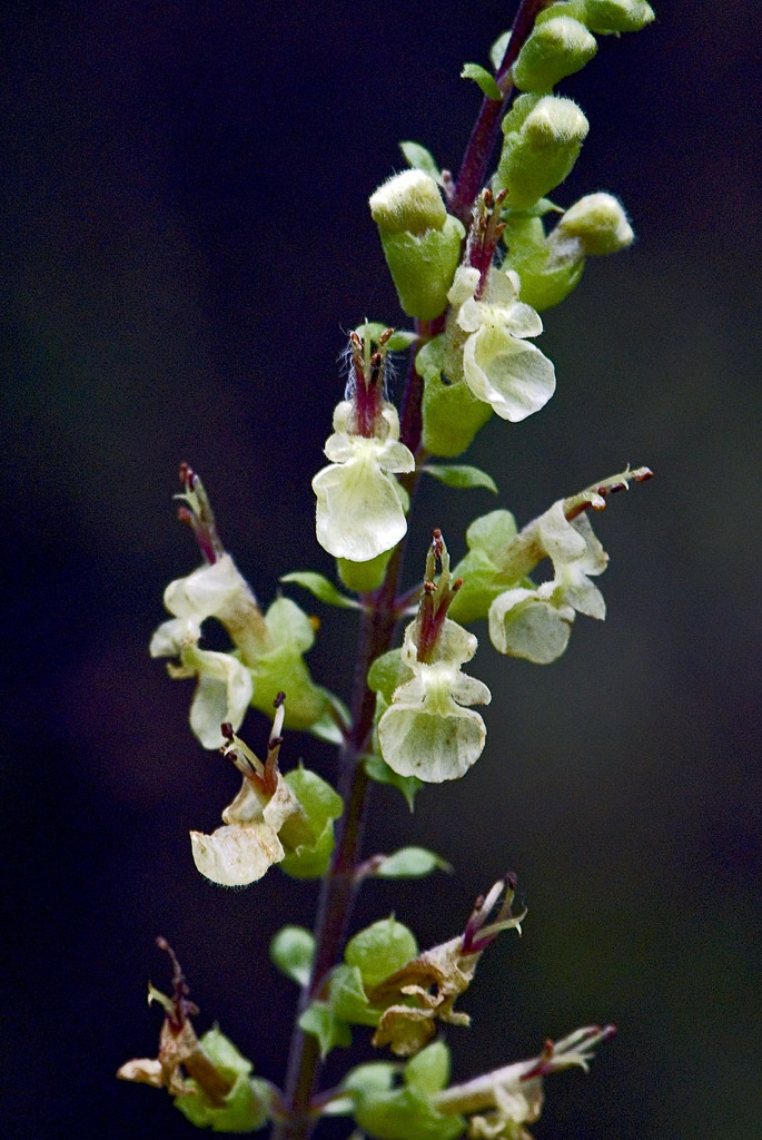 Teucrium scorodonia
