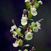 Teucrium scorodonia - Photo (c) Les,  זכויות יוצרים חלקיות (CC BY-NC-ND)